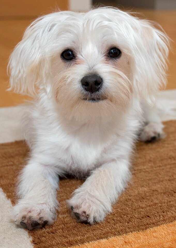Pet animal small