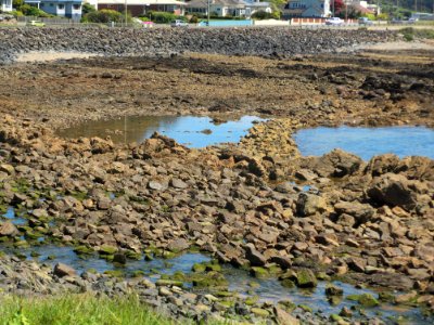 Parklands fish trap 20201025-002