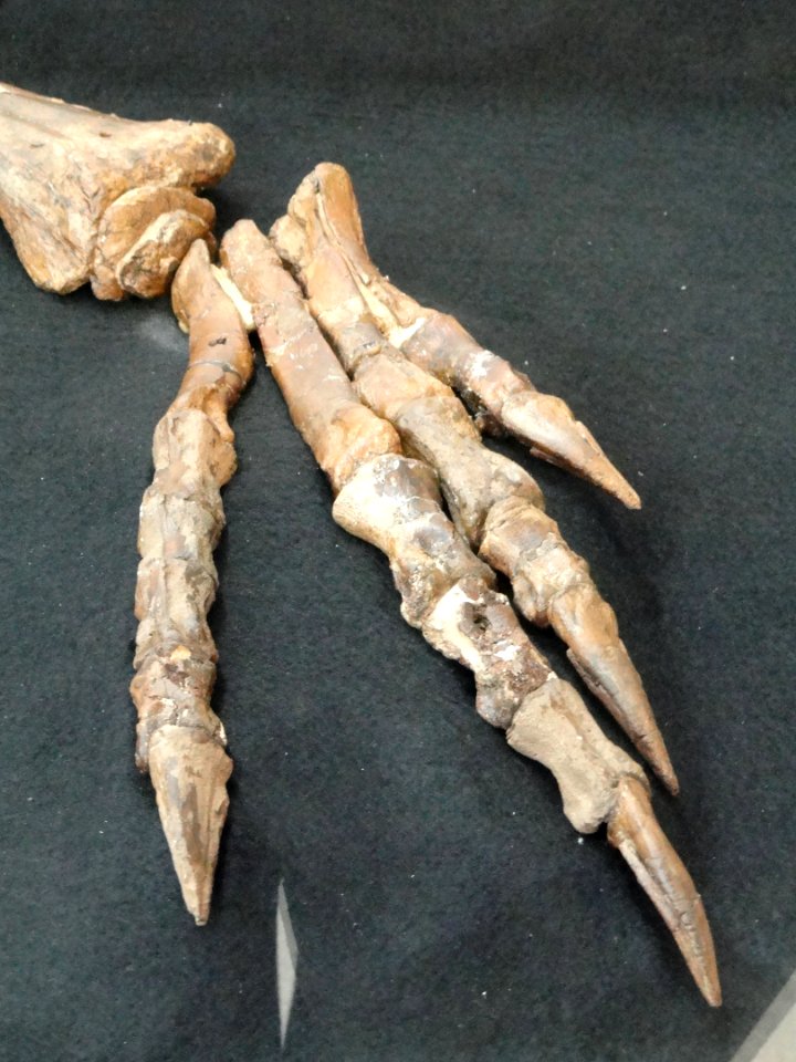 Parksosaurus warreni detail, Near Drumheller, Alberta, Canada, Late Cretaceous - Royal Ontario Museum - DSC00037