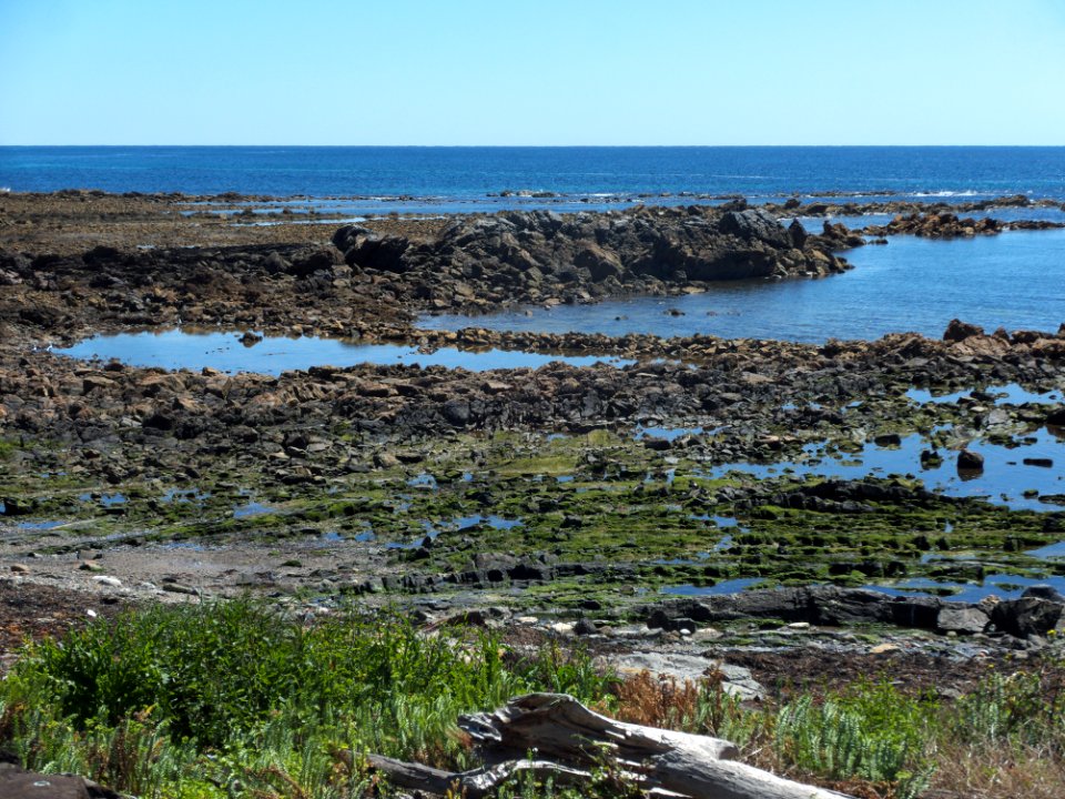 Parklands fish trap 20201025-001