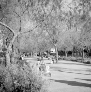 Park in Tel Aviv met moeders en kinderen en kinderwagens, Bestanddeelnr 255-1296