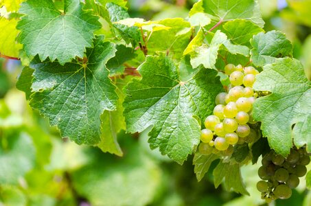 Wine vineyard vine