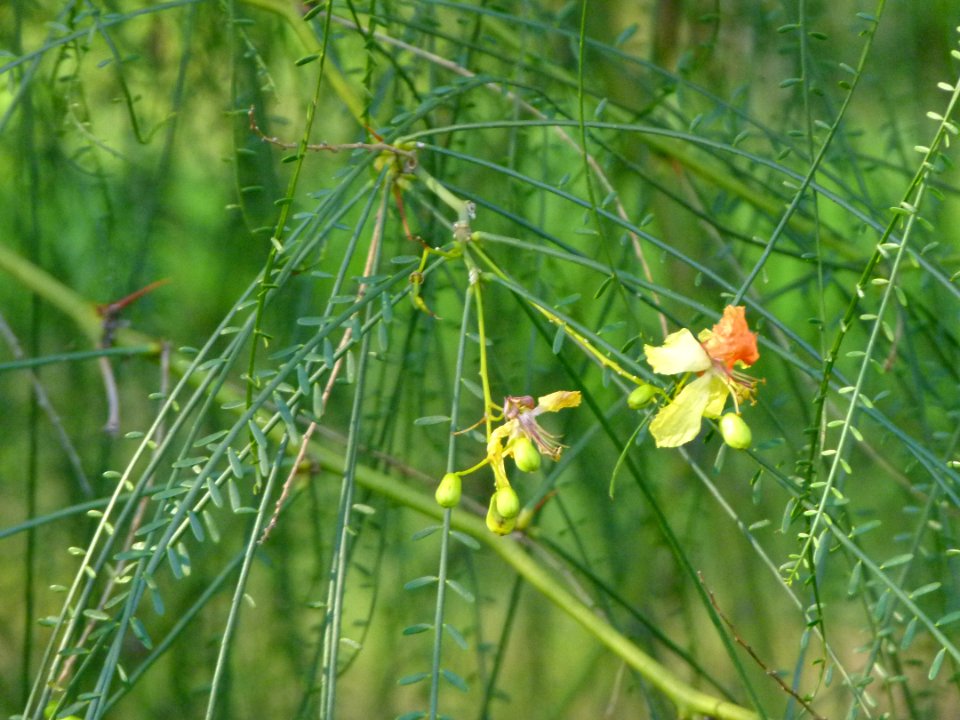 Parkinsonia aculeata flower