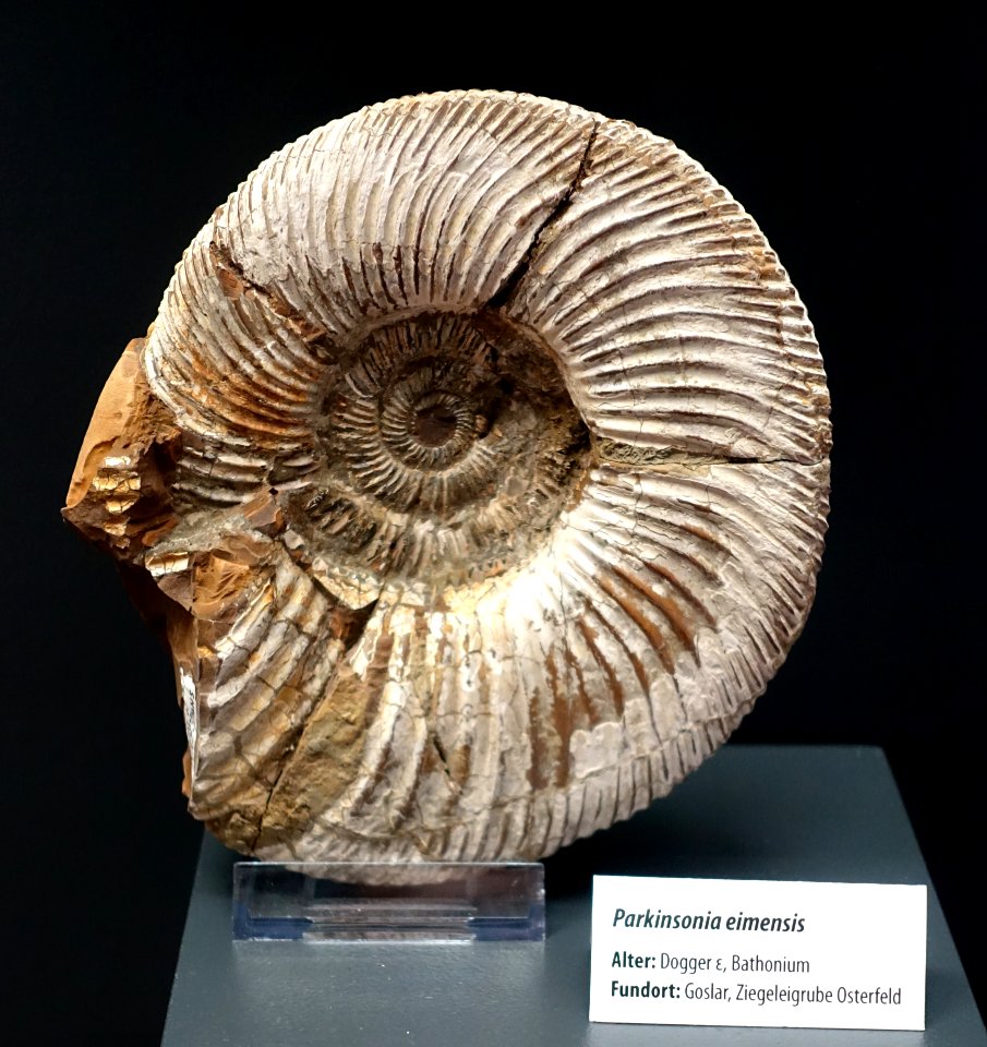 Parkinsonia eimensis - Naturhistorisches Museum, Braunschweig, Germany - DSC05153