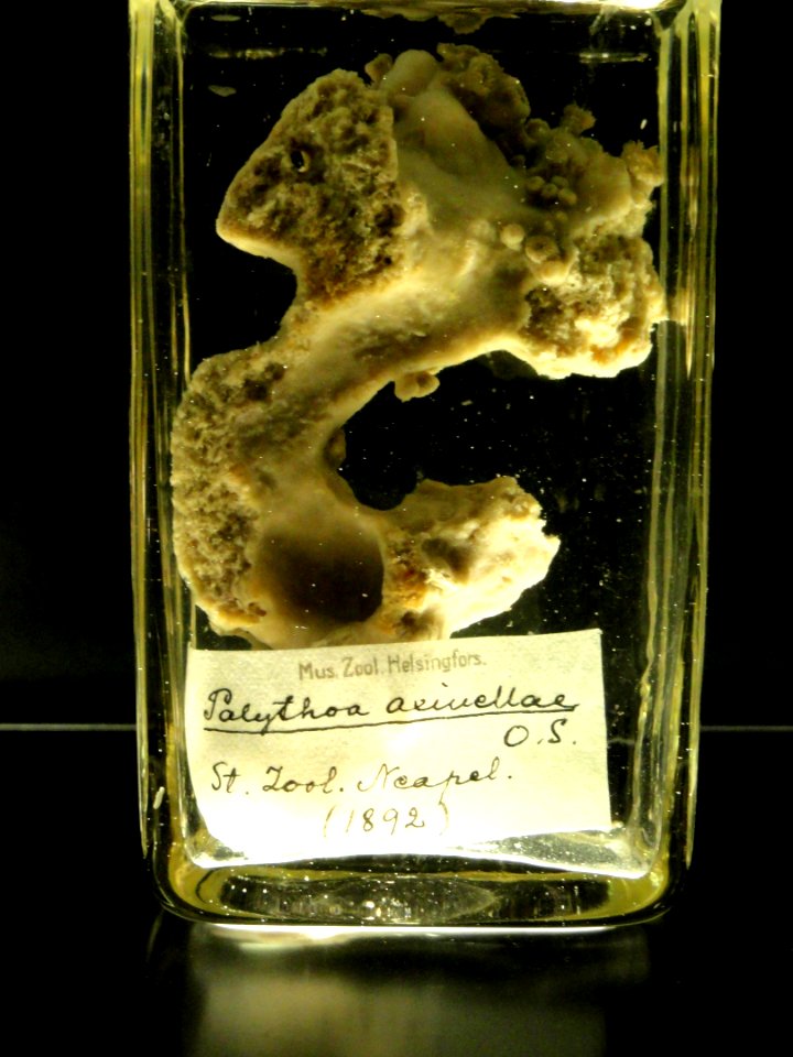 Parazoanthus axinellae (Palythoa axinellae) - Finnish Museum of Natural History - DSC04703