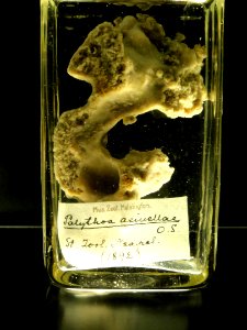 Parazoanthus axinellae (Palythoa axinellae) - Finnish Museum of Natural History - DSC04703