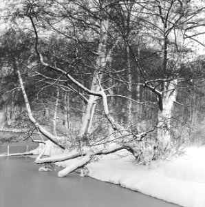 Park Sonsbeek te Arnhem in de winter, Bestanddeelnr 162-1282