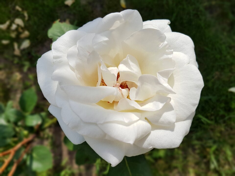 Flowers summer white rose