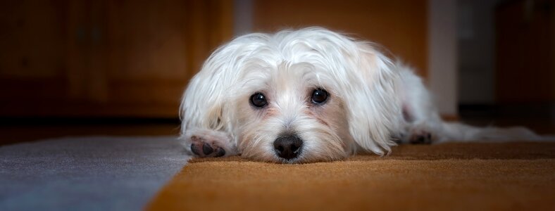 Maltese white young photo