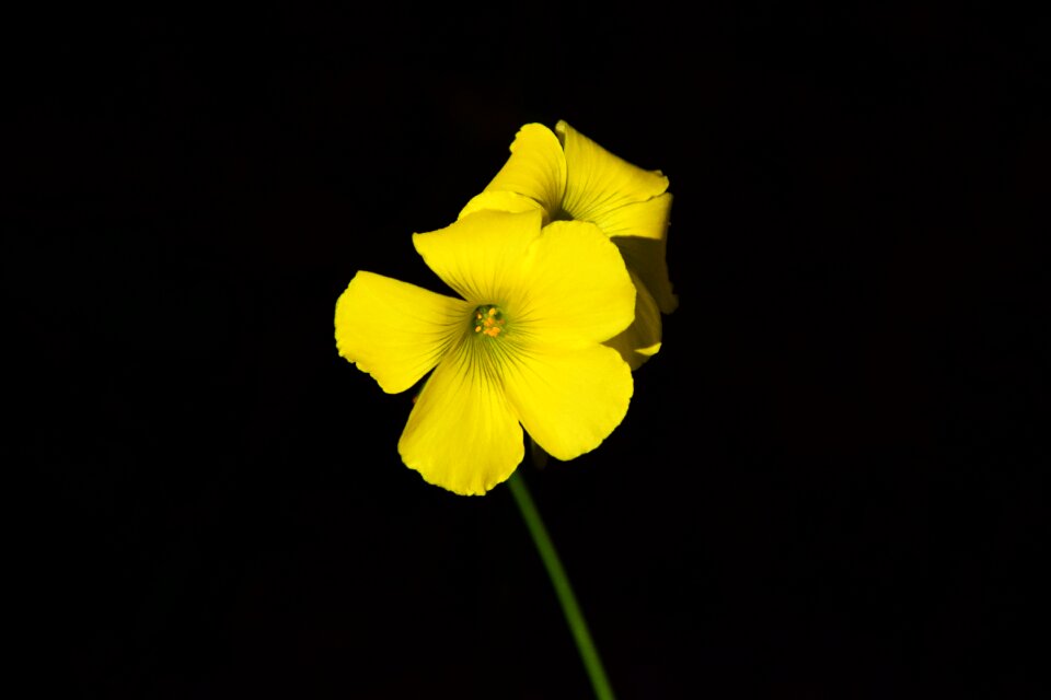 Yellow yellow flowers close up