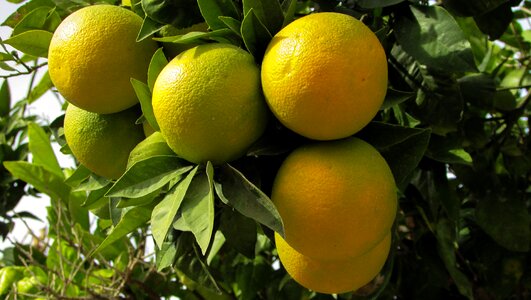 Fruit food agriculture