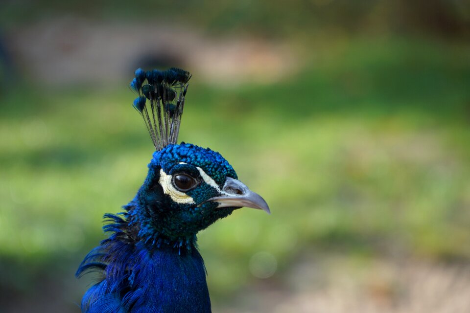 Bird close up portrait