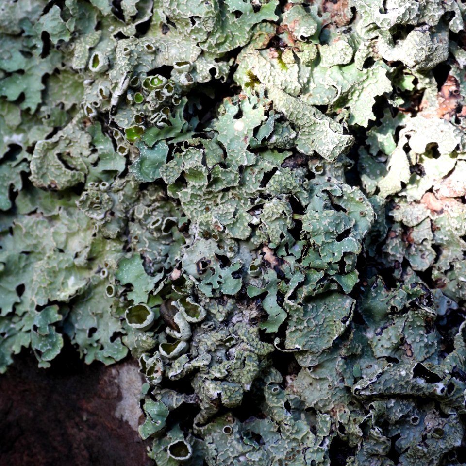 Parmelia sulcata 99828787