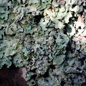 Parmelia sulcata 99828787