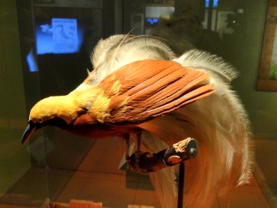Paradisaea minor (male) - National Geographic Museum - DSC05049