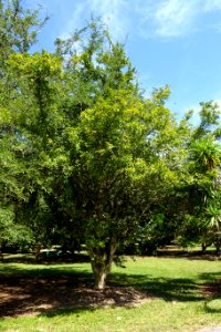Parmentiera aculeata (Parmentiera edulis) - Fruit and Spice Park - Homestead, Florida - DSC08914