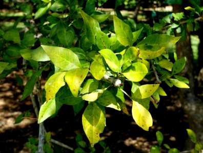 Parmentiera aculeata (Parmentiera edulis) - Fruit and Spice Park - Homestead, Florida - DSC08916