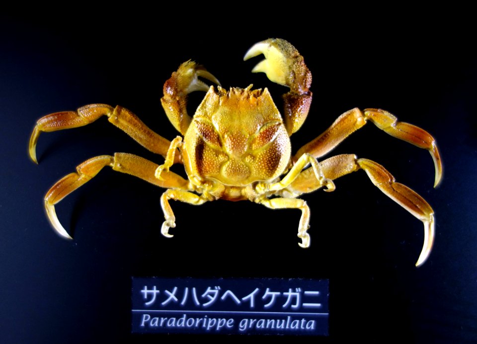 Paradorippe granulata - National Museum of Nature and Science, Tokyo - DSC06758