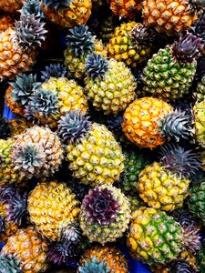 Pineapple italy vacation