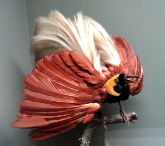 Paradisaea apoda, male - Pacific Grove Museum of Natural History - DSC06613