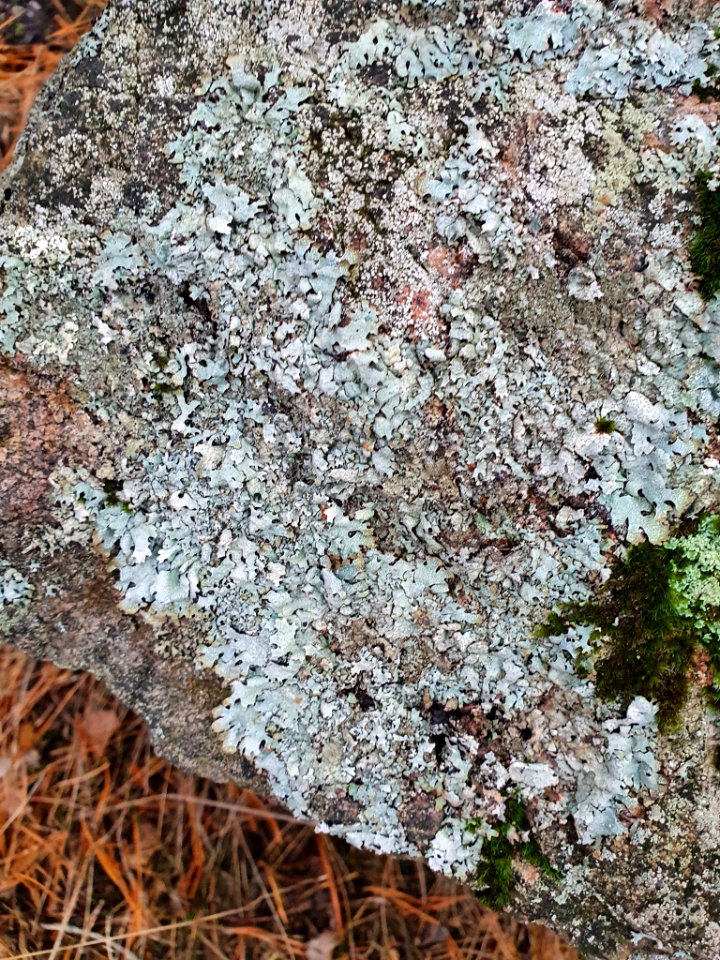 Parmelia saxatilis 106750270