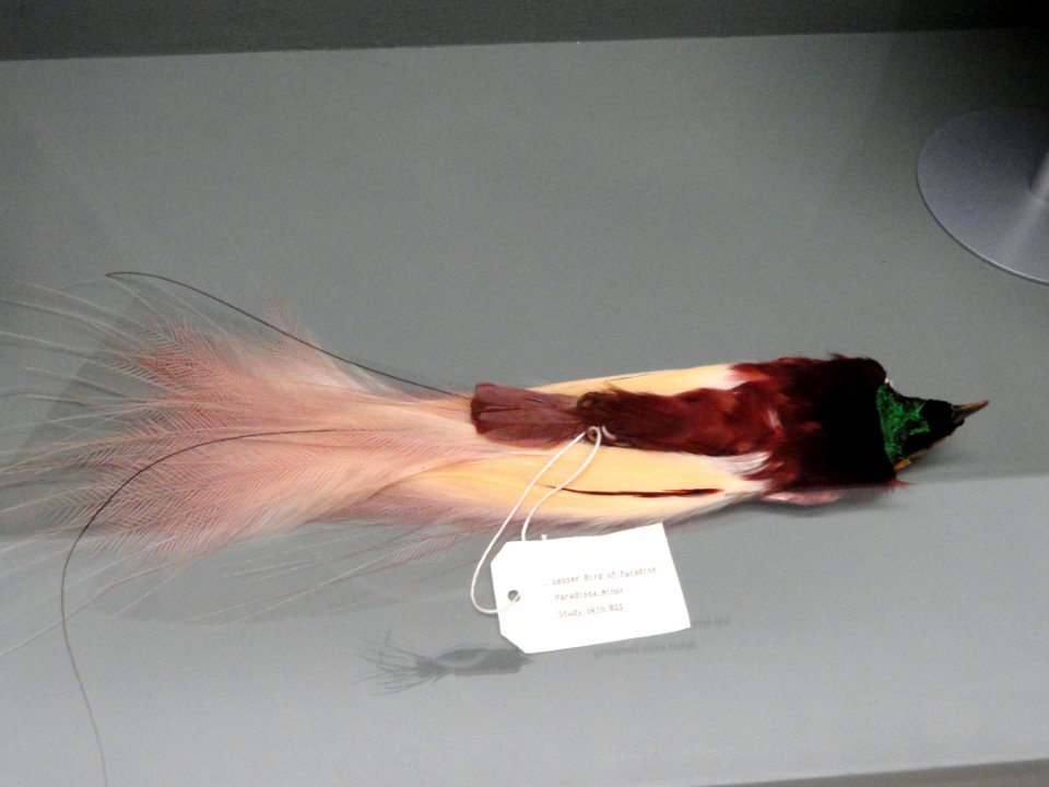 Paradisaea minor, male - Pacific Grove Museum of Natural History - DSC06611