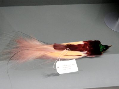 Paradisaea minor, male - Pacific Grove Museum of Natural History - DSC06611