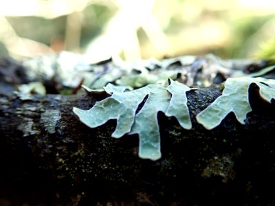Parmelia sulcata 105945743
