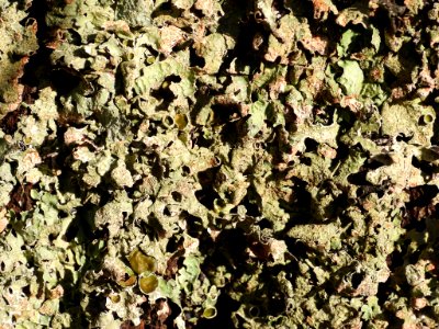 Parmelia sulcata 101741478