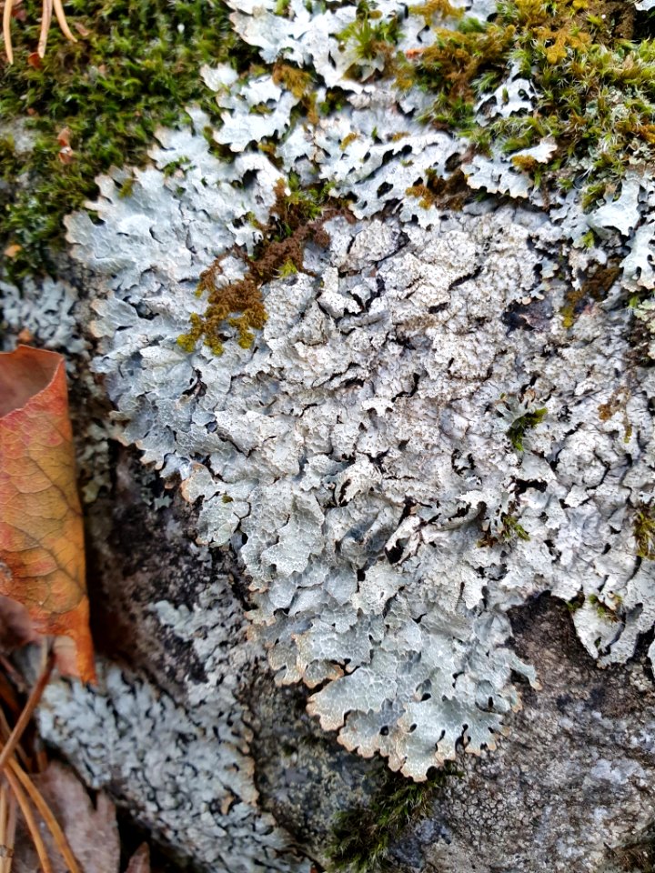 Parmelia sulcata 100818980