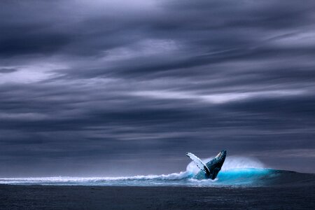 Wave whale rainy