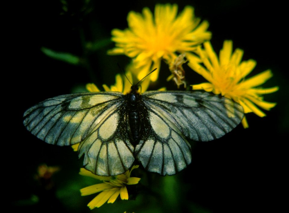 Parnassius glacialis in Mount Ibuki 2001-06-01