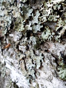 Parmelia sulcata 93735272