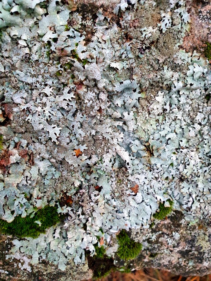 Parmelia saxatilis 106750283