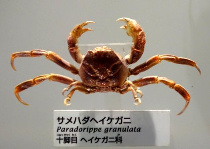 Paradorippe granulata - National Museum of Nature and Science, Tokyo - DSC07559-001
