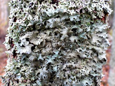 Parmelia sulcata 100880957