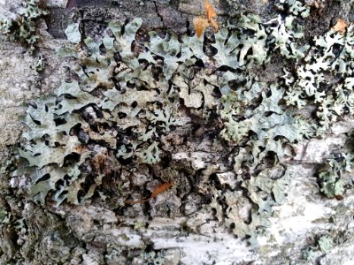 Parmelia sulcata 93735269
