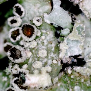 Parmelia sulcata 99354247