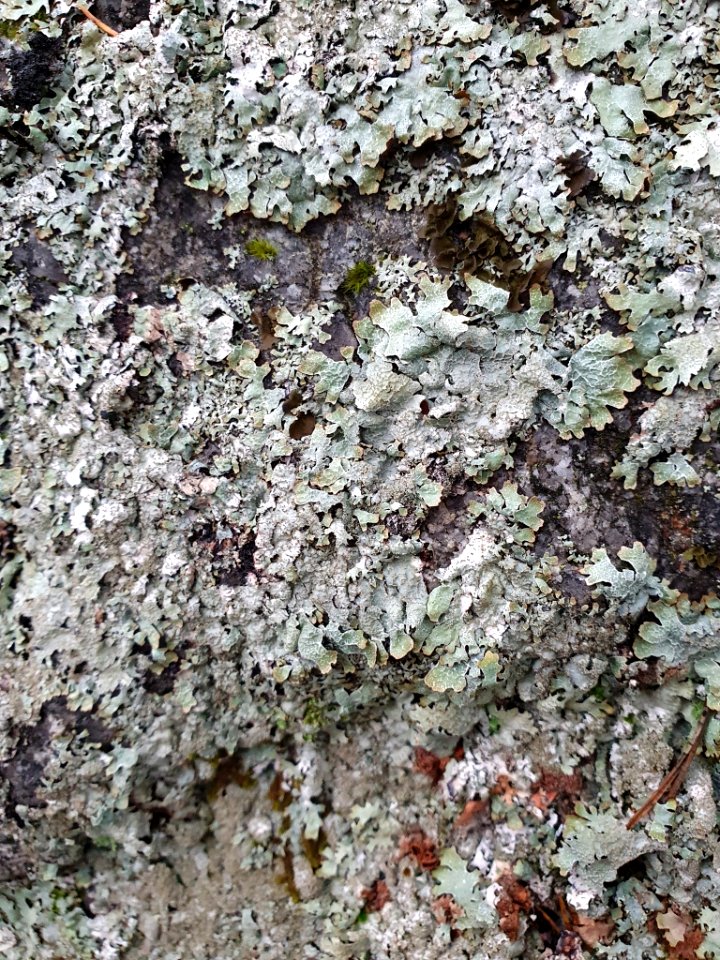 Parmelia saxatilis 106206347