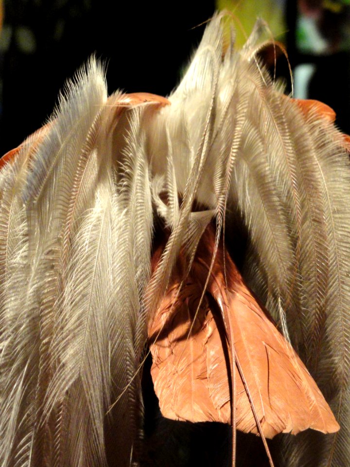 Paradisaea minor (male) - National Geographic Museum - DSC05054
