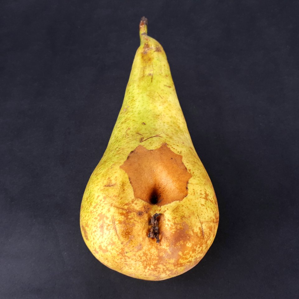 Pear hole scab 2017 A3