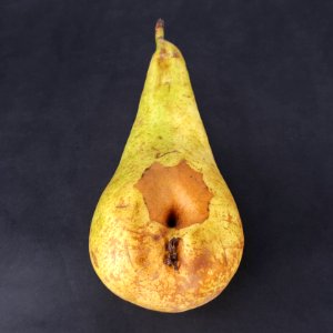 Pear hole scab 2017 A3