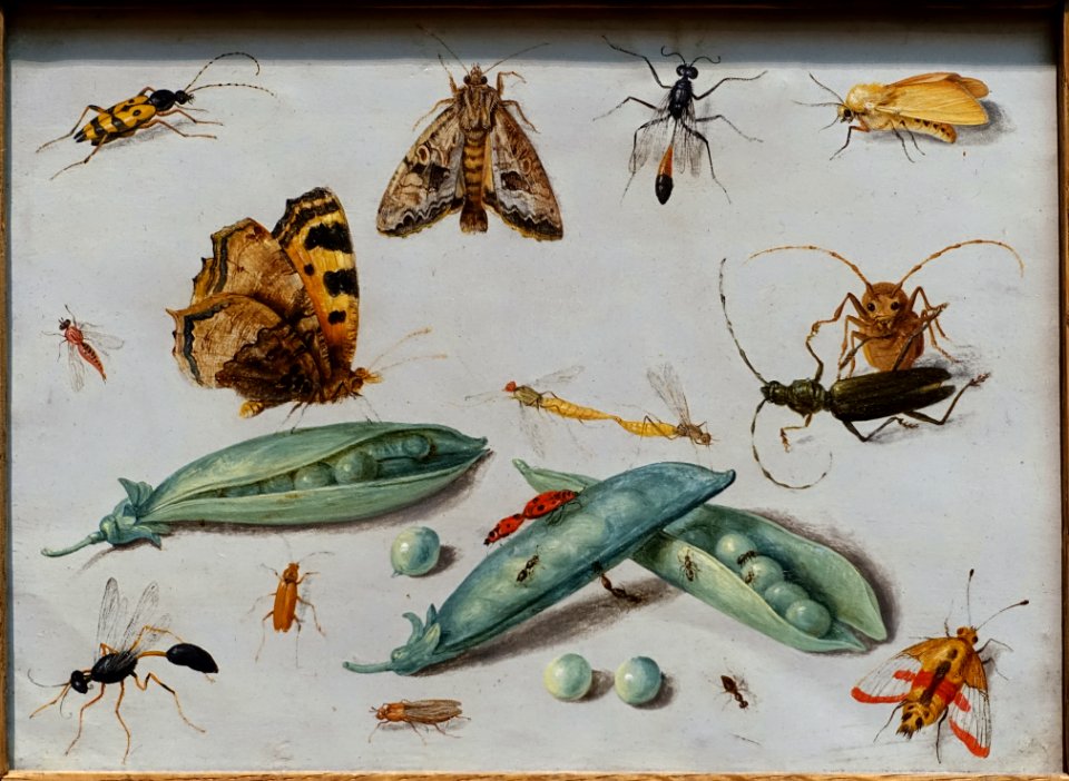 Peapods and Insects, by Jan van Kessel II, c. 1650, oil on copper - California Palace of the Legion of Honor - San Francisco, CA - DSC02875
