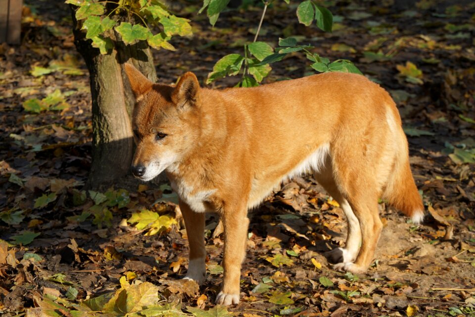 Australia tail red brown photo