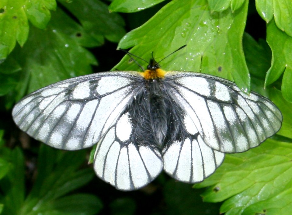 Parnassius glacialis in Mount Ryozen 2011-06-04