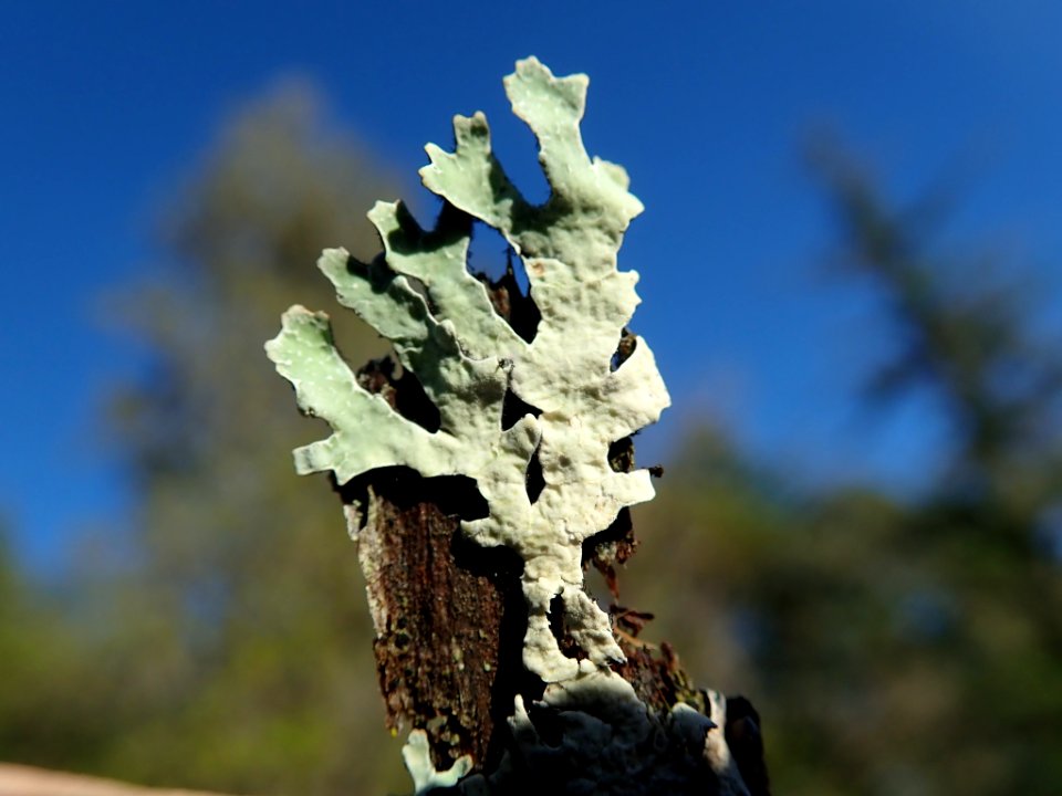 Parmelia sulcata 105945457