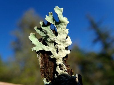 Parmelia sulcata 105945457