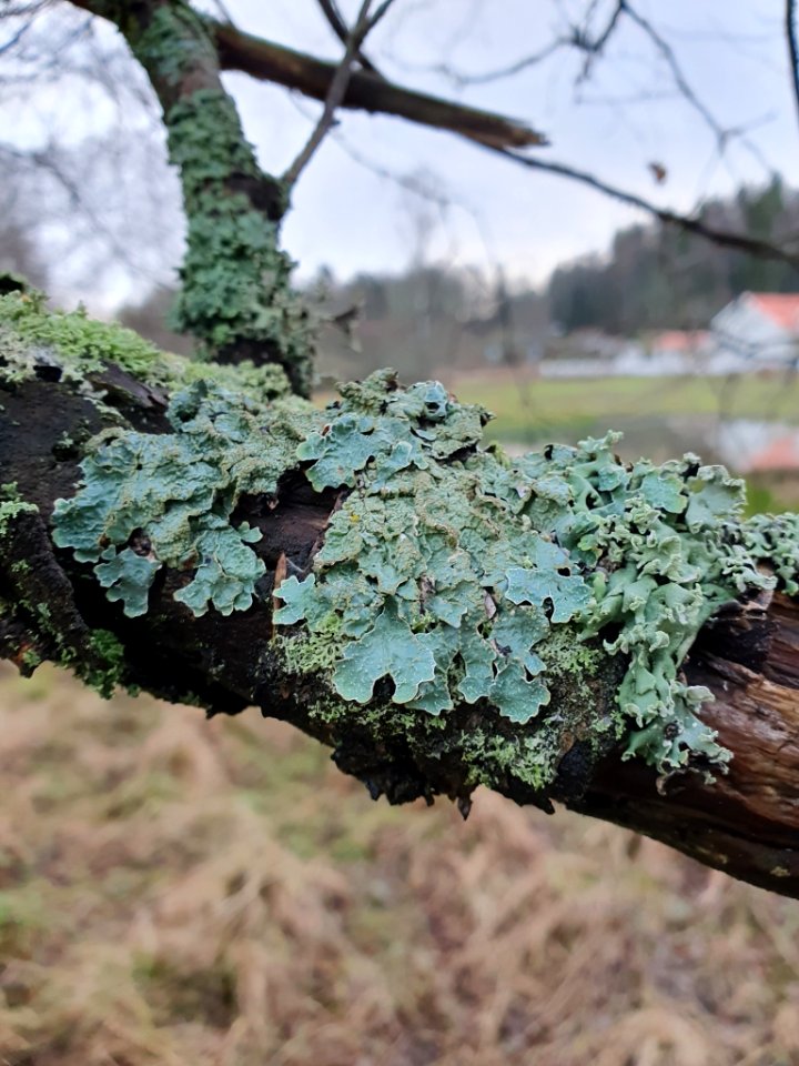 Parmelia sulcata 105577321