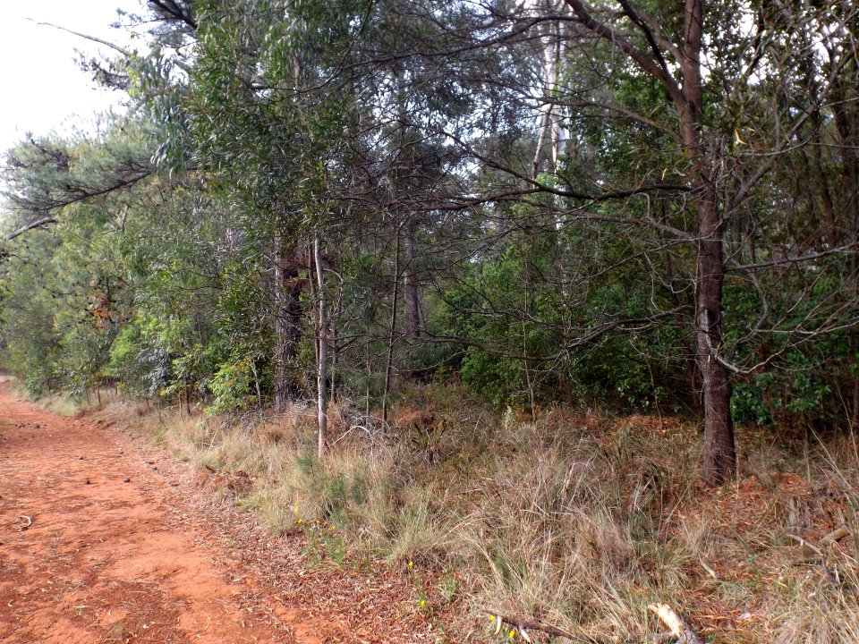Pechey Forestry Arboretum