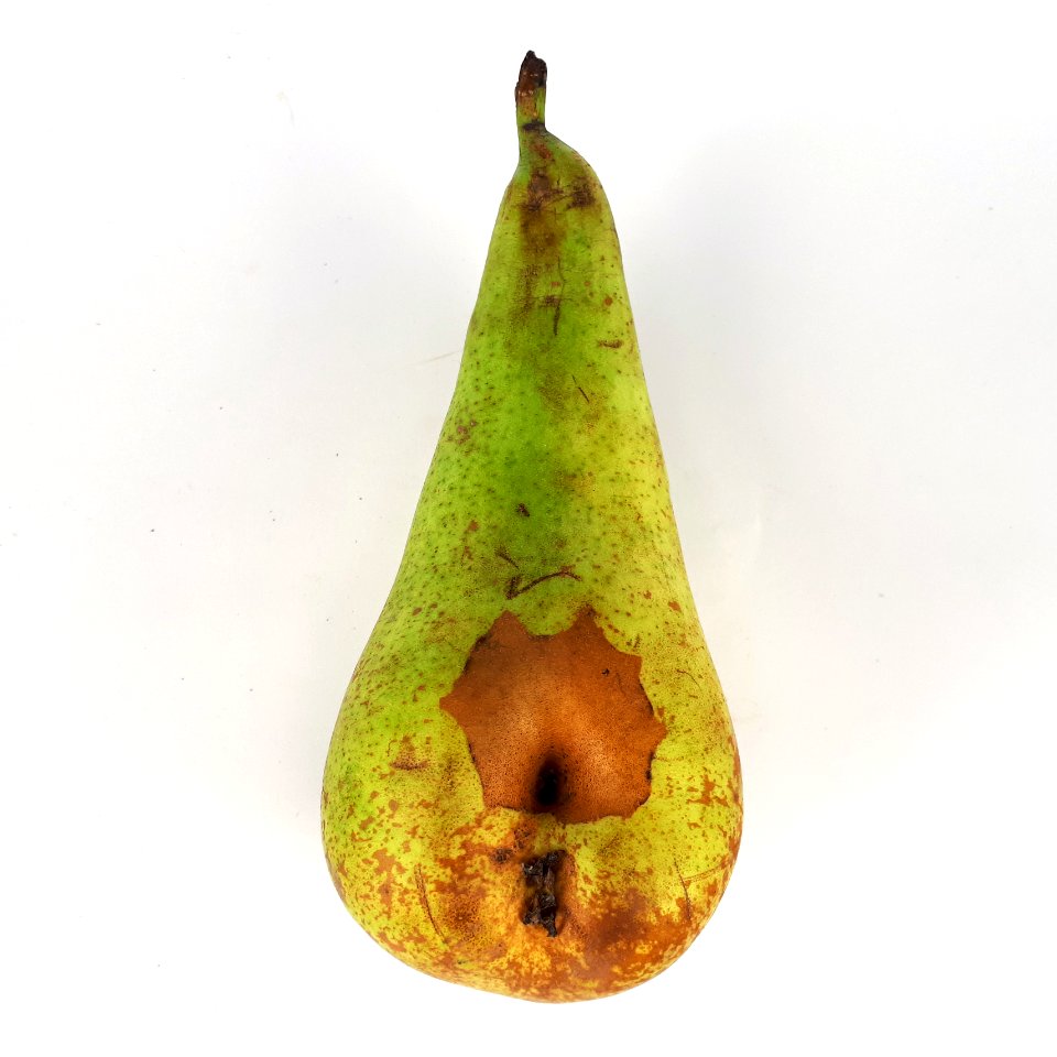 Pear hole scab 2017 A1